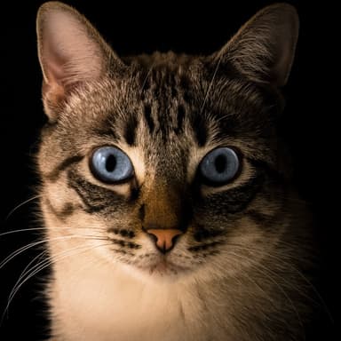 Waltz Of The Wandering Cat