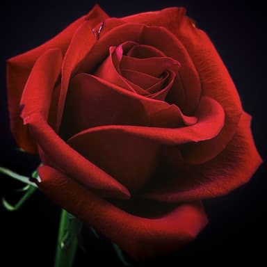 Beauty And The Beast (arr. Noriko W.D.)