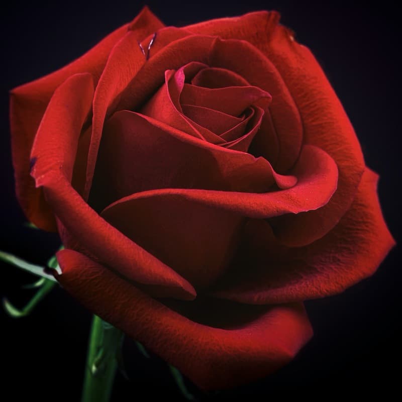 Beauty And The Beast (arr. Noriko W.D.)