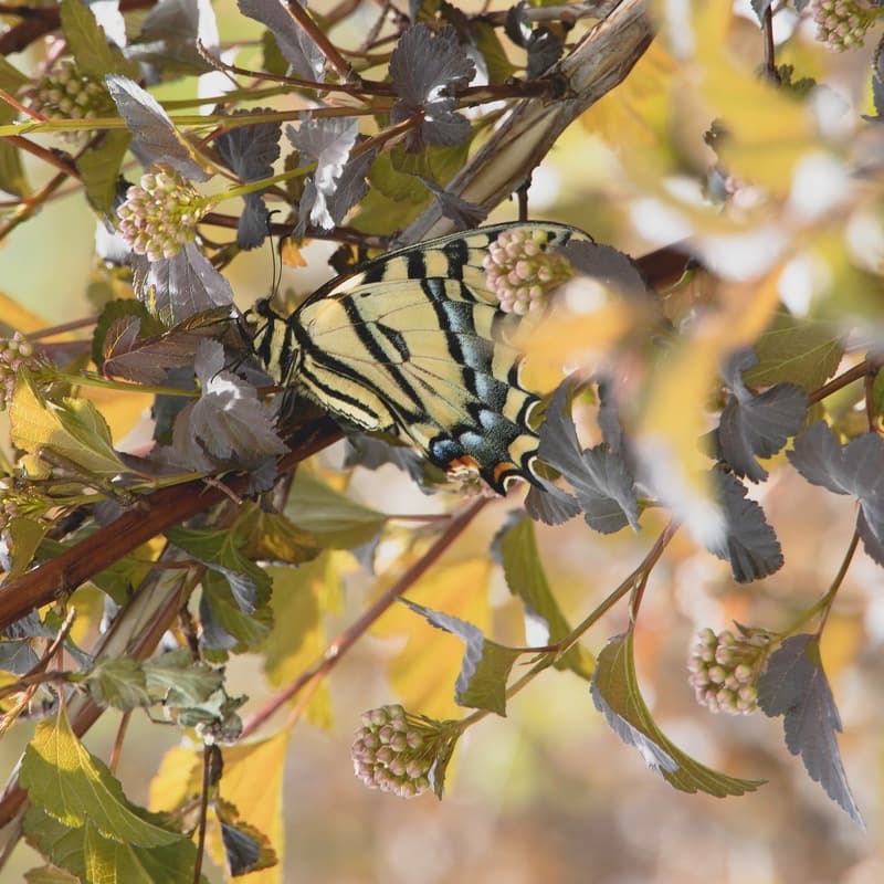 O Sing Joyfully (arr. J. Randolph Hall)