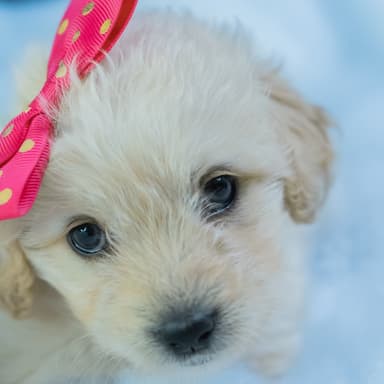 Pretty Baby (arr. Dominic Meccia)