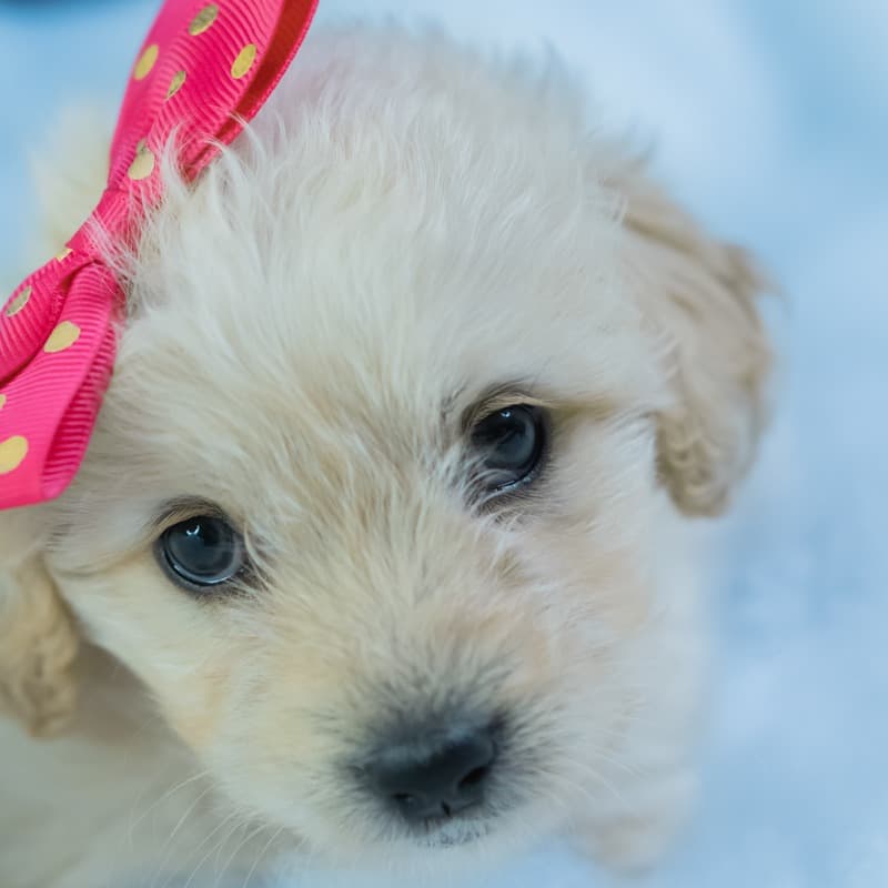 Pretty Baby (arr. Dominic Meccia)
