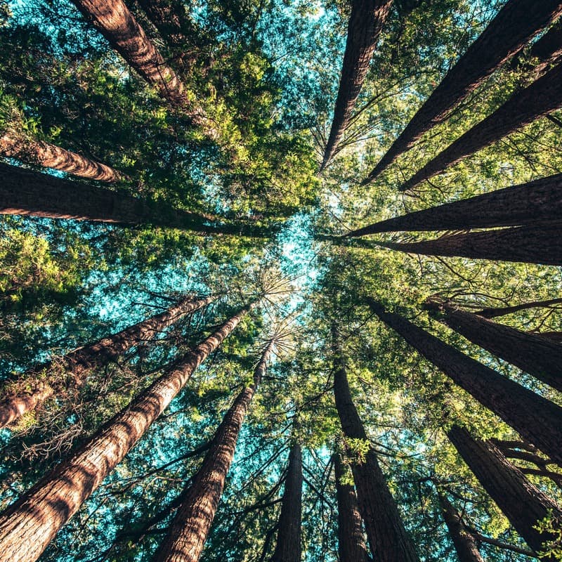 The Ash Grove (arr. Joe Charbonneau)