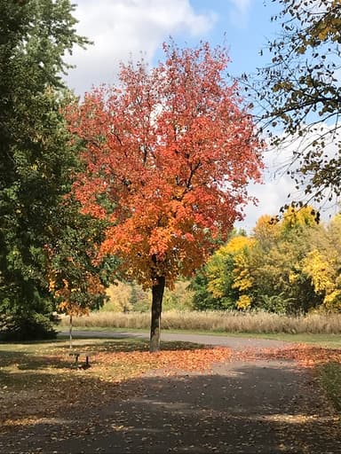 Fall Trees Fashion Show