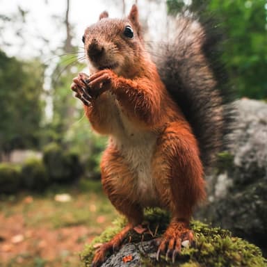 Hey, Mr. Squirrel!