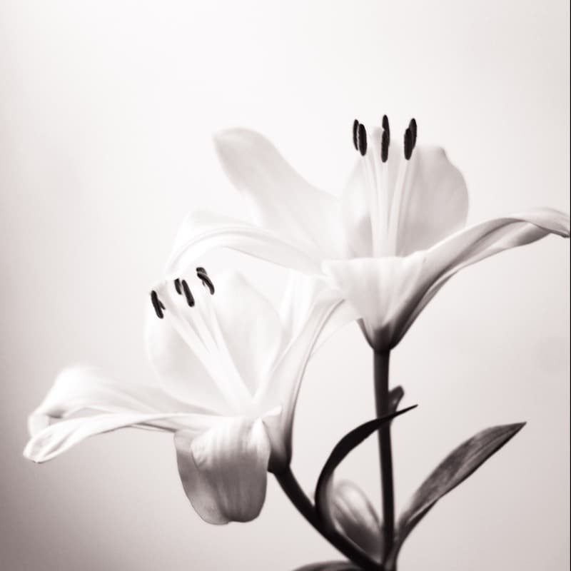 Flor De Lis (Upside Down) (arr. MarieJu)