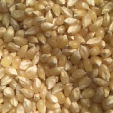 March Corn