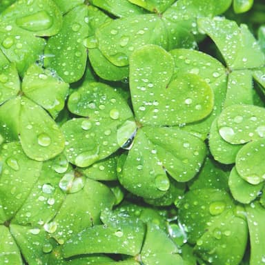 The Irish Washerwoman (arr. Dominic Meccia)
