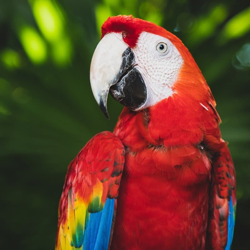 Cafferty's Parrot