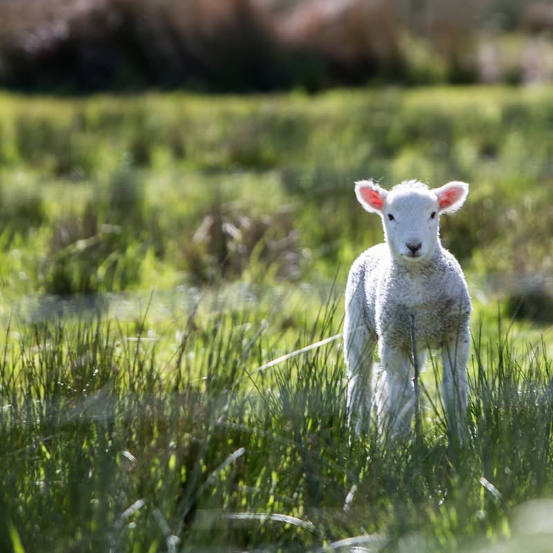 Mary Had A Little Lamb (arr. Dominic Meccia)