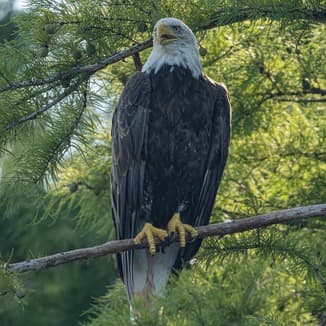 My Country, 'Tis Of Thee (America) (arr. Dominic Meccia)