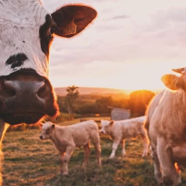 Pretty Girl Milking A Cow (arr. Dominic Meccia)