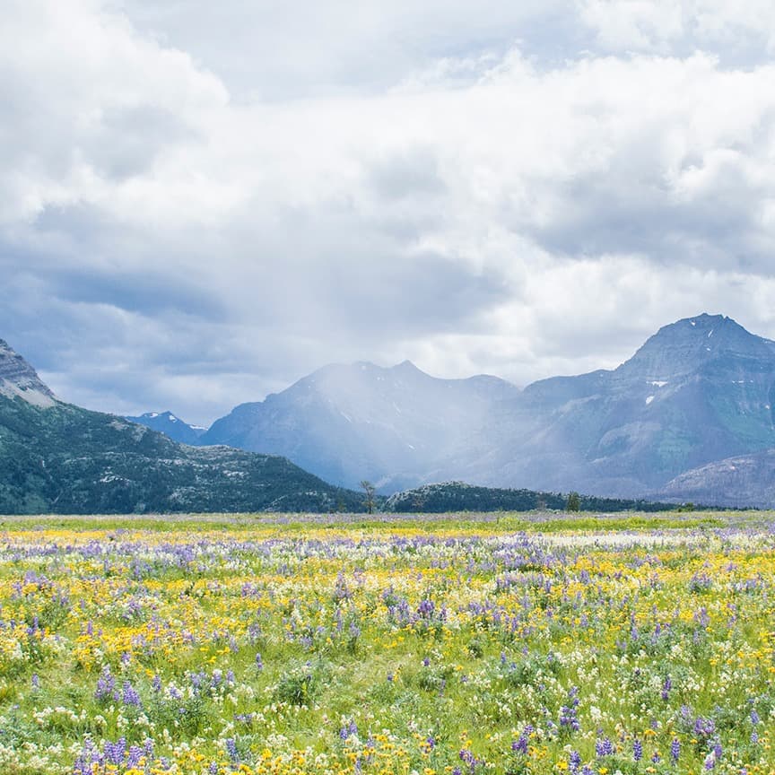Sally Gardens  - Late-Beginner for Harp (arr. Christy-Lyn Dosé)