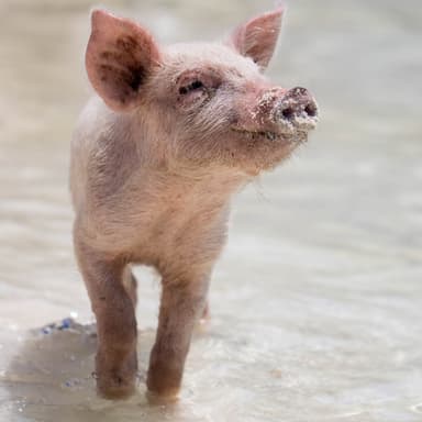 This Little Piggie