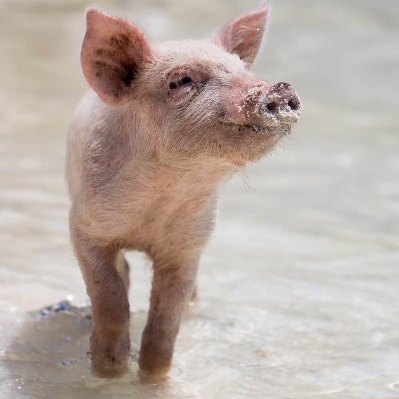 This Little Piggie