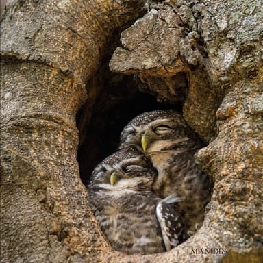 Owlet My Owlet