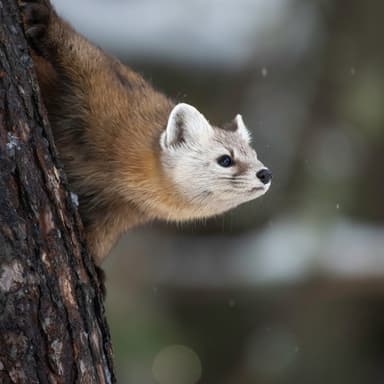 Pop Goes The Weasel (arr. Dominic Meccia)