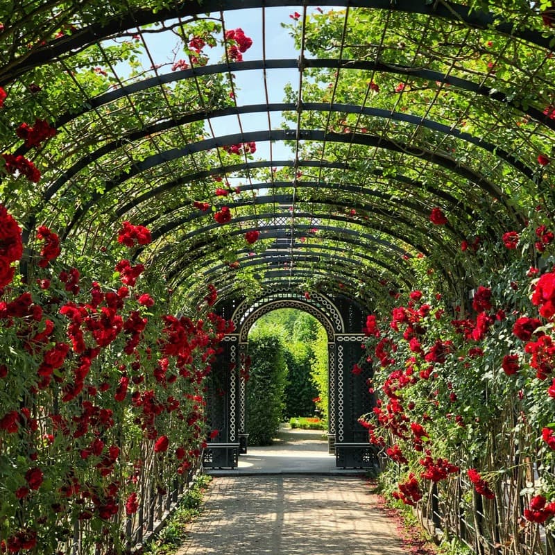 Rose Garden (arr. J. Randolph Hall)
