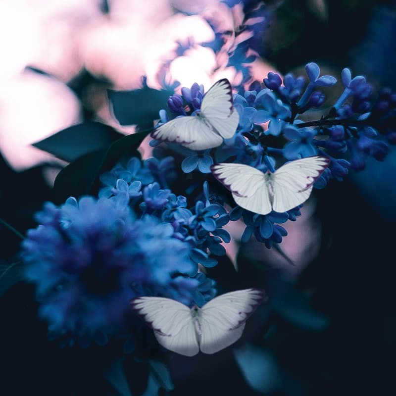 Poor Butterfly (arr. Dominic Meccia)