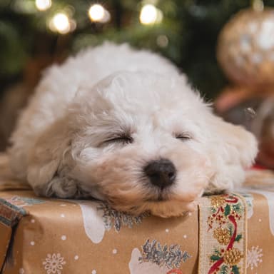 We Wish You A Merry Christmas (arr. Noriko W.D.)