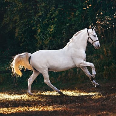 Horsin’ Around