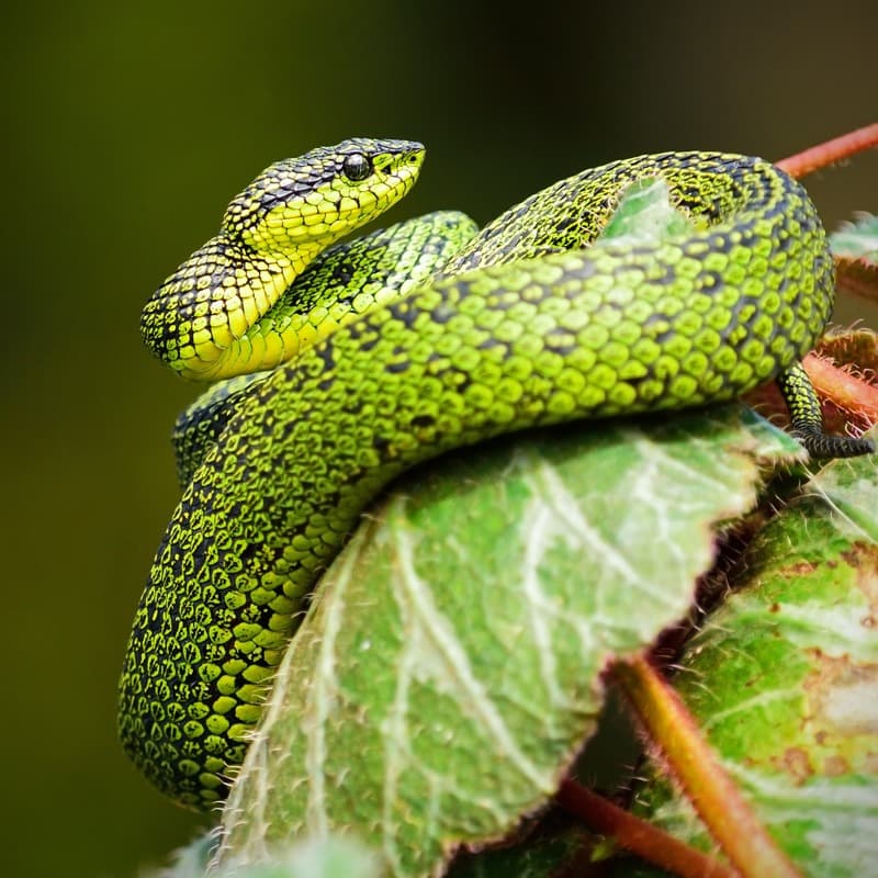 The Silent Snake