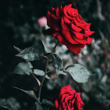 My Wild Irish Rose (arr. Dominic Meccia)