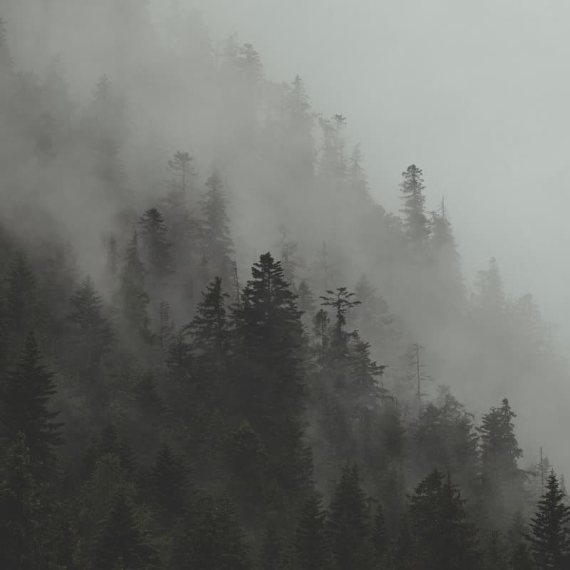 The Foggy Dew (arr. Dominic Meccia)
