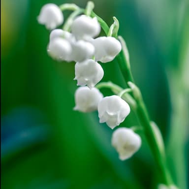 The Lily of the Valley (arr. J. Randolph Hall)