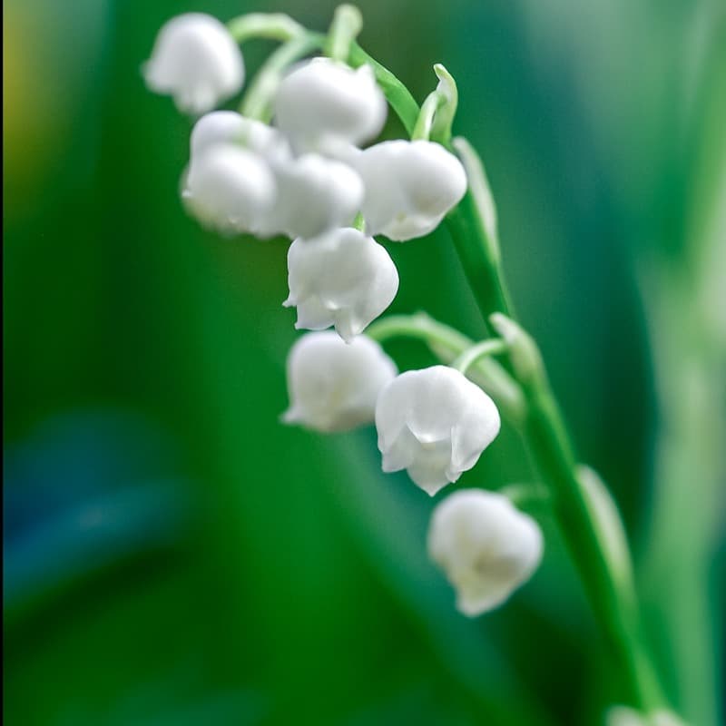 The Lily of the Valley (arr. J. Randolph Hall)