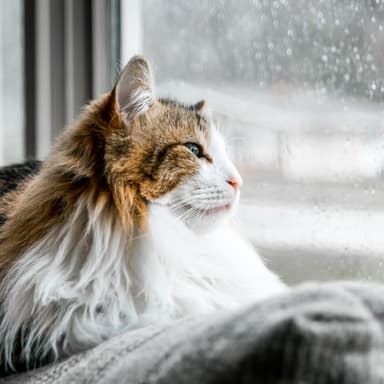 I Will Wait For You (arr. Noriko W.D.)