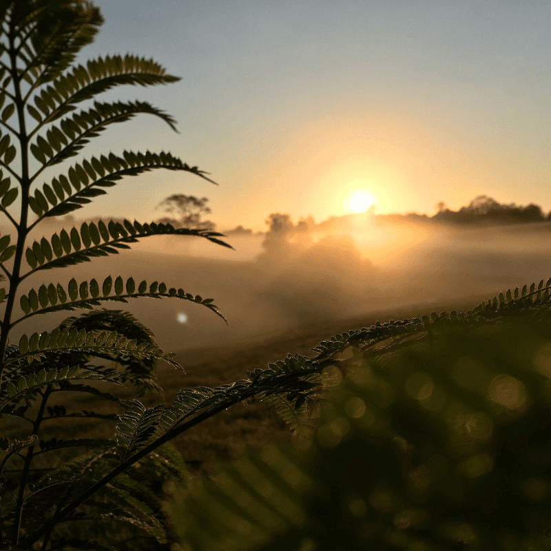 Morning Mood by Grieg for Alto Sax and Piano (arr. Glauco Fernandes)