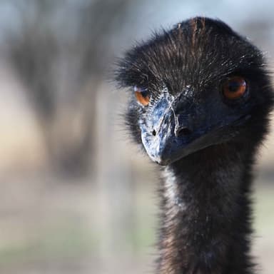 Oscar Ostrich