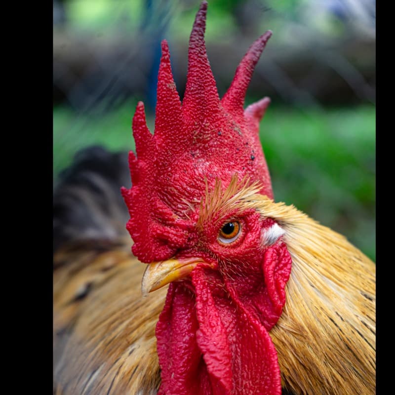 Shanghai Chicken