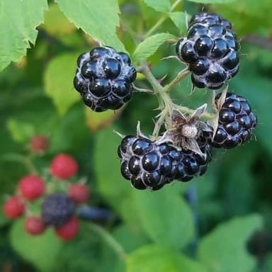 Where the Blackberry Grows