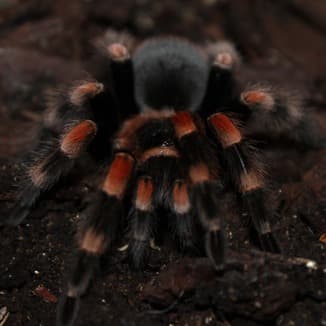 Itsy Bitsy Spider (arr. Dominic Meccia)