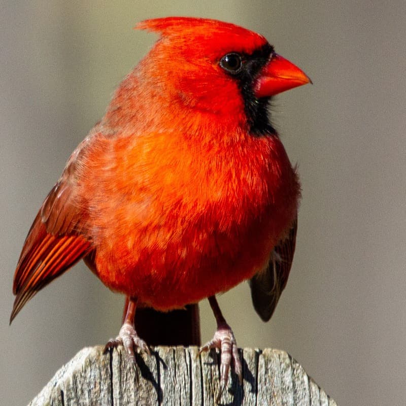 Mary Wore Her Red Dress