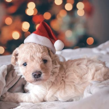 Jingle Bells (arr. ELQ)