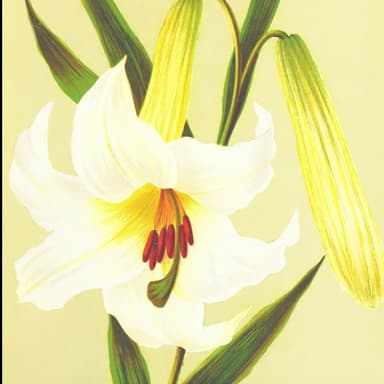 The Lily of the Valley (arr. J. Randolph Hall)