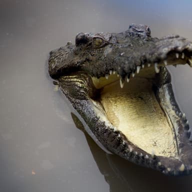 Snap, Snap Alligator