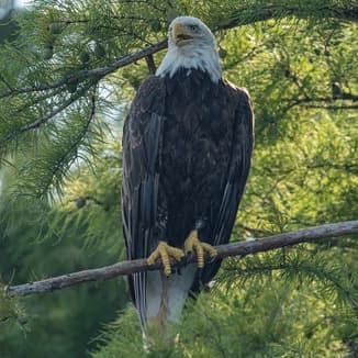My Country, 'Tis Of Thee (America) (arr. Dominic Meccia)