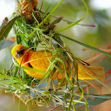 The Weaver Birds, for piccolo, flute, and alto flute