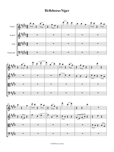 Helleborus Niger