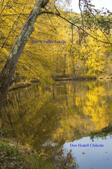 Sea Of Fallen Leaves