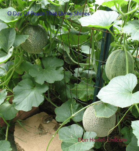 O Day Of Peace That Dimly Shines (arr. Don Hodell Chilcote)