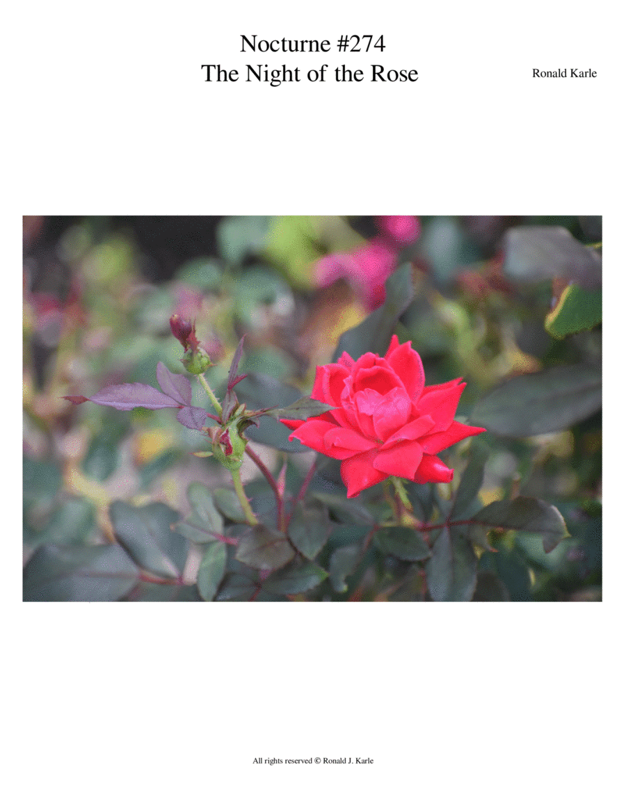 Nocturne #274 The Night of the Rose