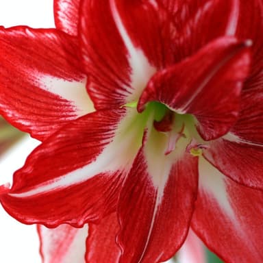 Cruda Amarilli (arr. J. Randolph Hall)