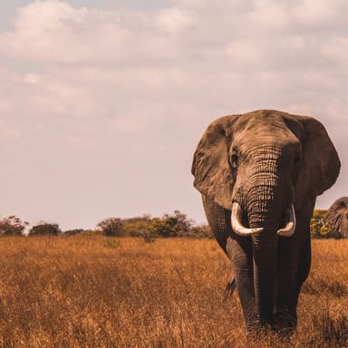 Eddy Elephant