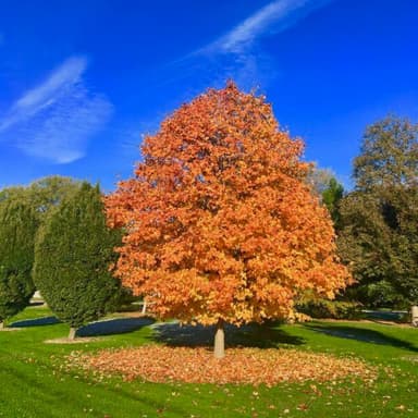 My Halloween (Jazz) Song