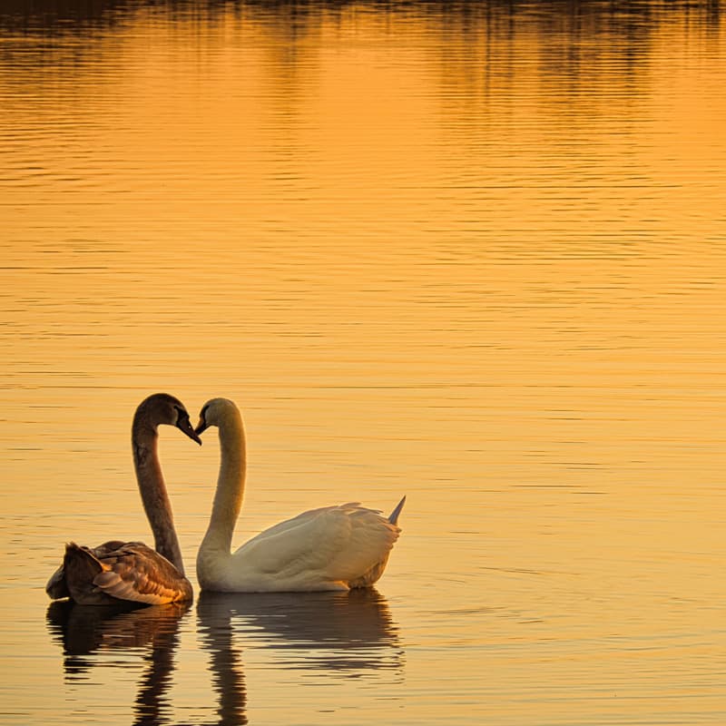 Theme for Violoncello & Piano